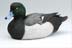 “Male Greater Scaup” by Yves Laurent
