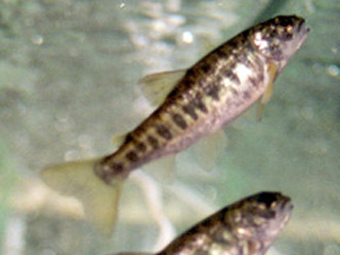 Le visiteur peut observer de jeunes saumons dans l’aquarium du Musée.